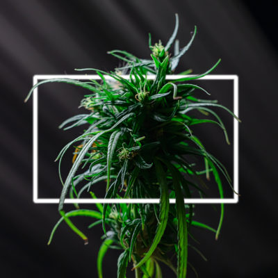 Cannabis de plante médicinale verte fraîche de flamme qui fleurit sur fond noir