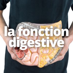 la fonction digestive