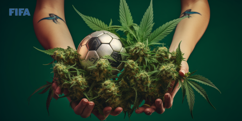 main d'un athlète tenant des feuilles et des fleurs de chanvre et un ballon de football sur fond vert avec le logo de la FIFA