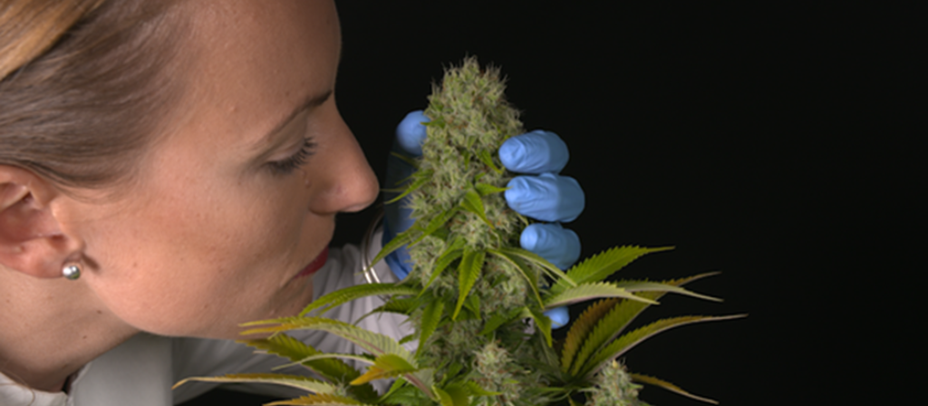 scientifique vérifiant la plante de cannabis