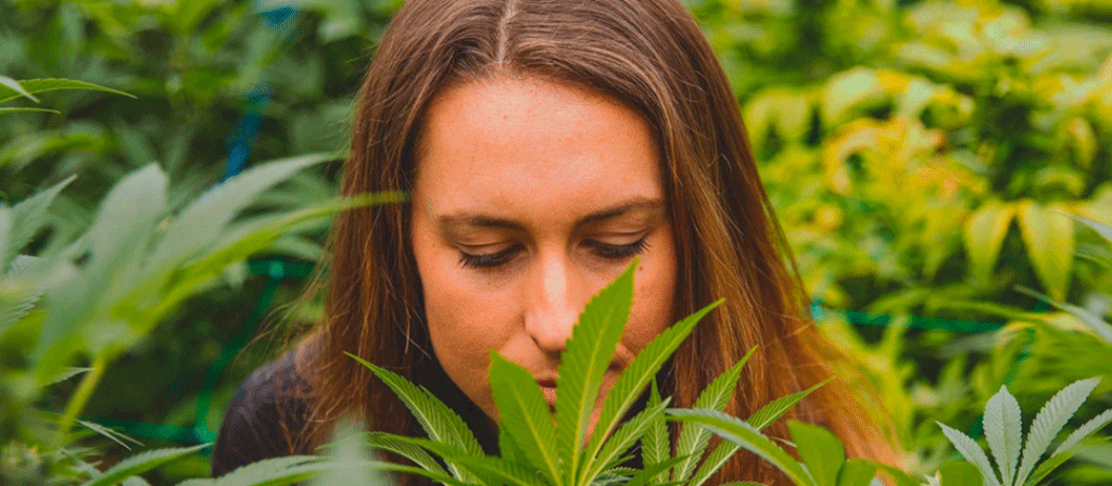une femme sentant les plantes de chanvre