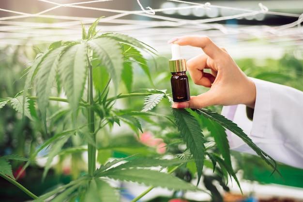 Trou à la main huile de cannabis avec des plantes de cannabis serreferme de cannabishuile de cbd laboratoire pharmaceutique pour la médecine alternative