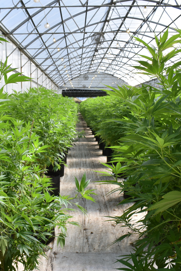 plantation de cannabis